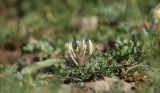 Astragalus macrotropis