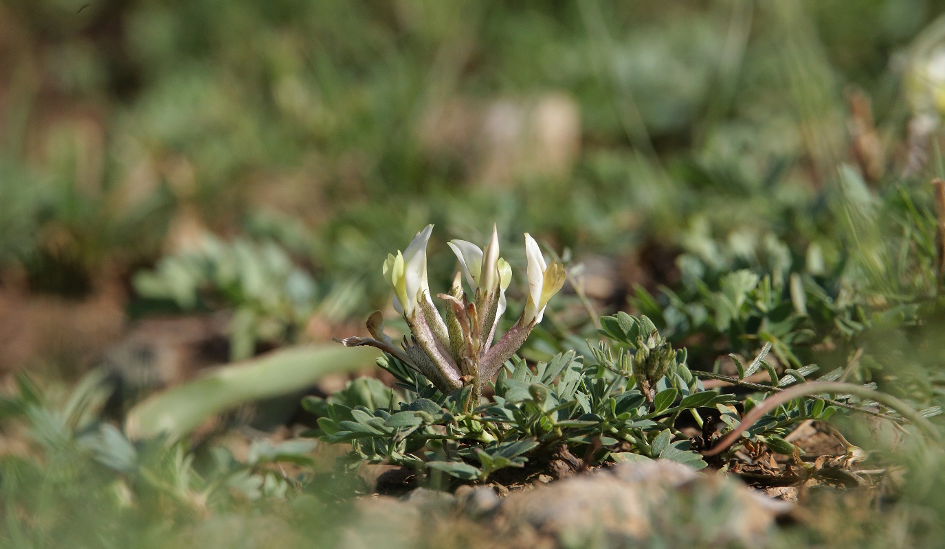 Изображение особи Astragalus macrotropis.