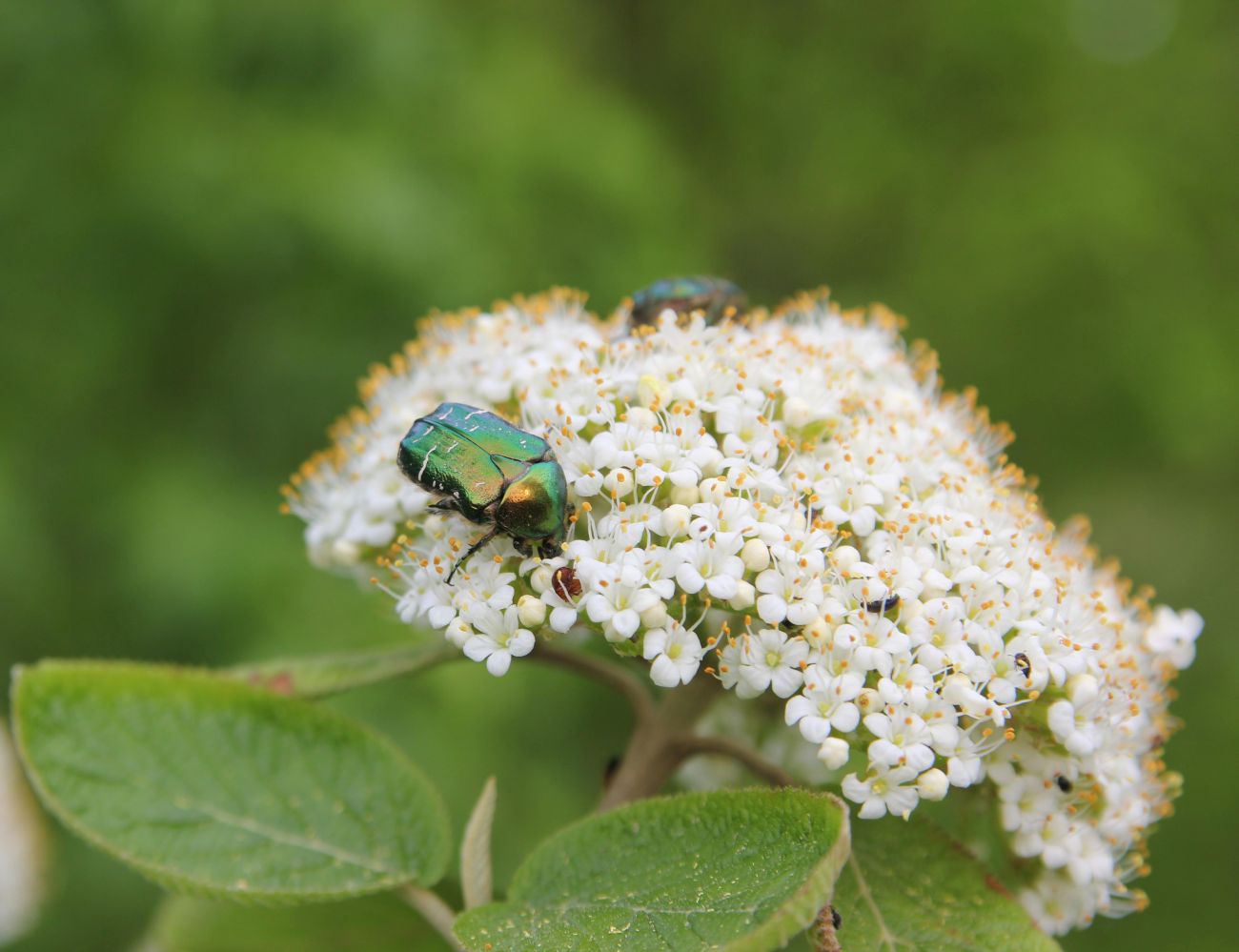 Изображение особи Viburnum lantana.