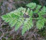 Chaerophyllum bulbosum