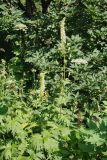Aconitum orientale. Цветущее растение. Карачаево-Черкесия, Домбай, долина р. Алибек выше Алибекской поляны, около 2000 м н.у.м. 23.07.2010.