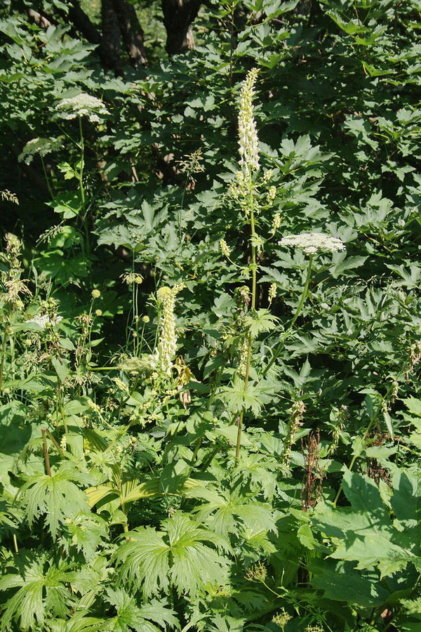 Image of Aconitum orientale specimen.