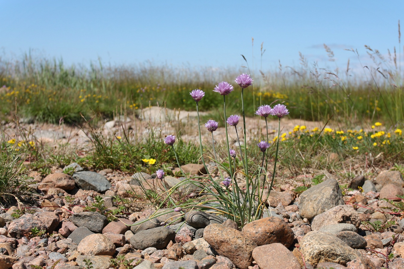 Image of Allium schoenoprasum specimen.