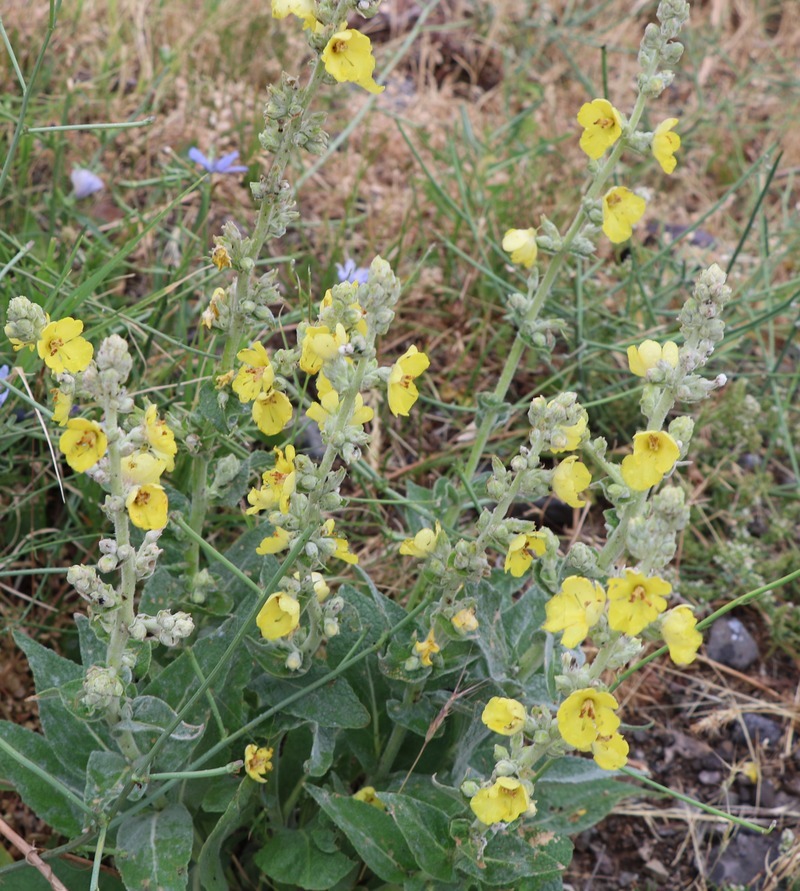 Изображение особи род Verbascum.