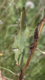 Rumex подвид orientalis