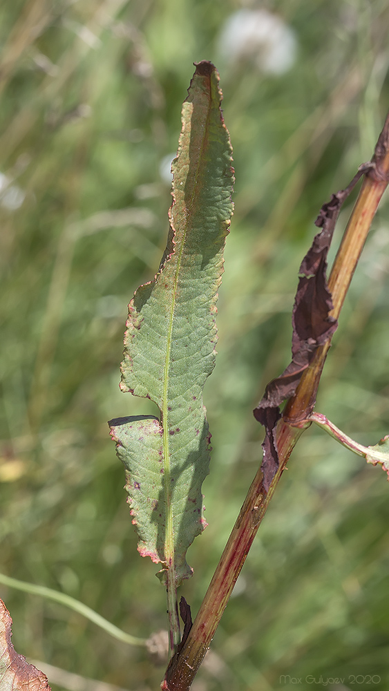 Image of Rumex patientia ssp. orientalis specimen.