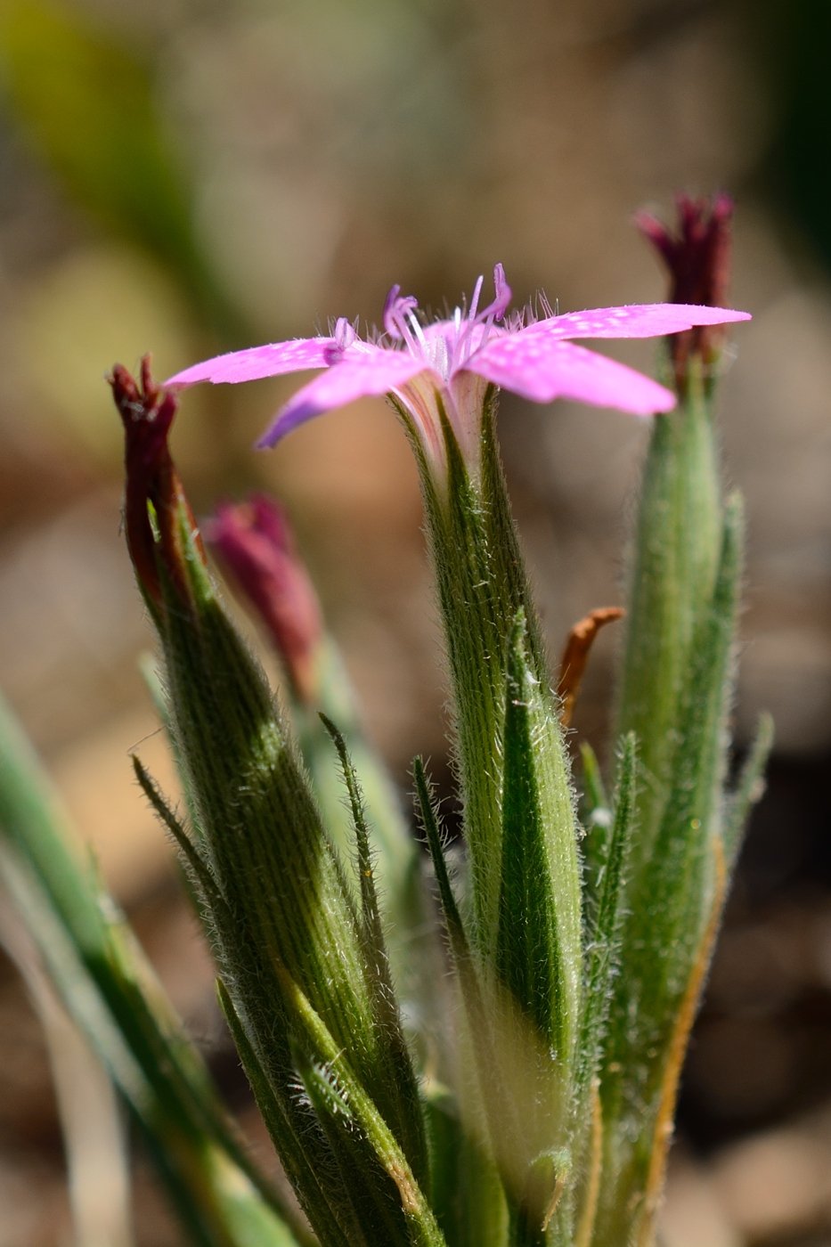 Image of Dianthus armeria specimen.