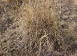 Psathyrostachys juncea. Нижние части побегов. Алтайский край, Благовещенский р-н, левый берег низовьев р. Кучук, полынно-типчаковая степь. 01.07.2020.