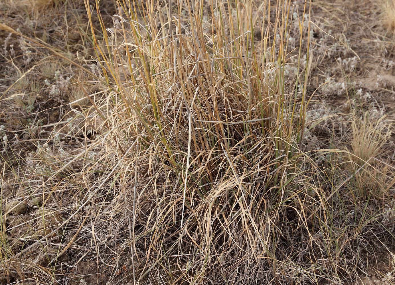 Изображение особи Psathyrostachys juncea.