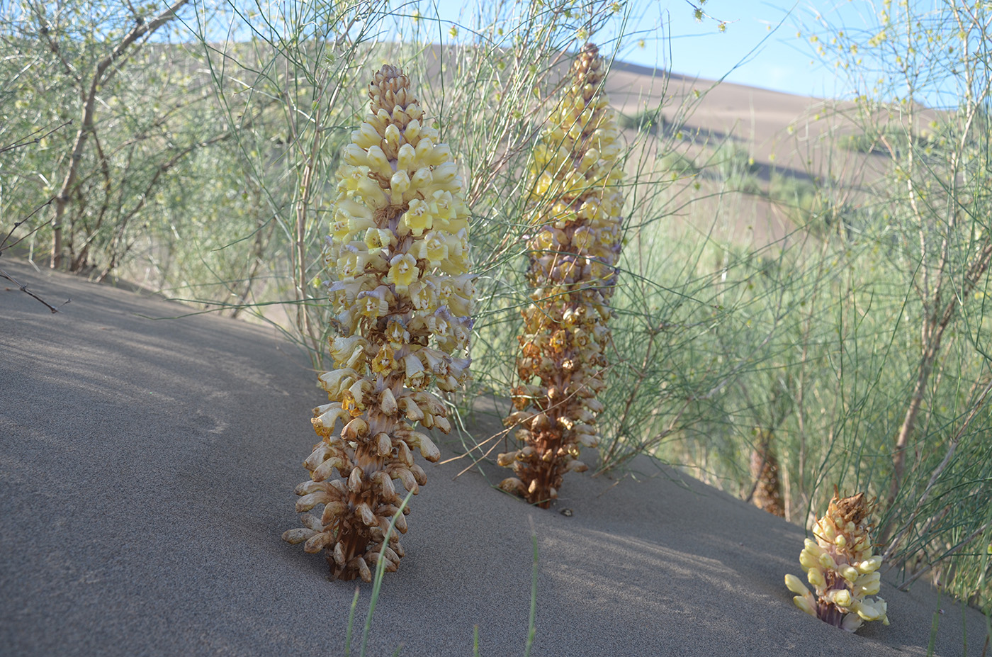 Image of Cistanche salsa specimen.