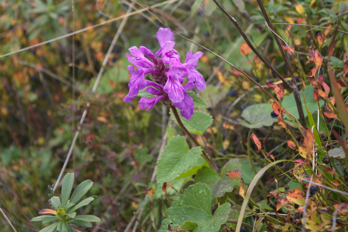 Image of Betonica macrantha specimen.