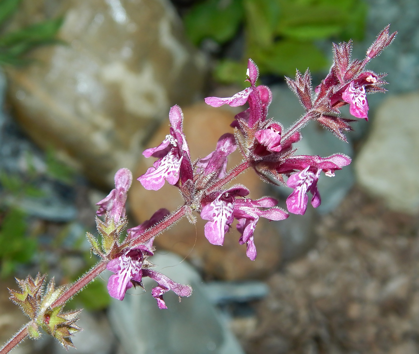 Image of Stachys sylvatica specimen.