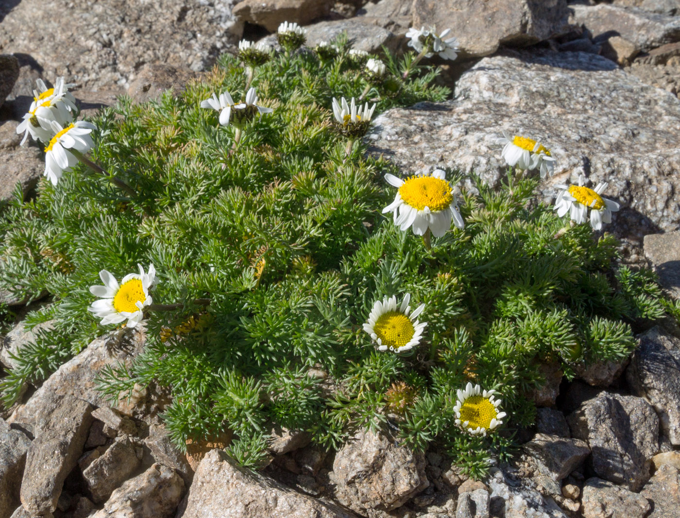 Image of Tripleurospermum caucasicum specimen.