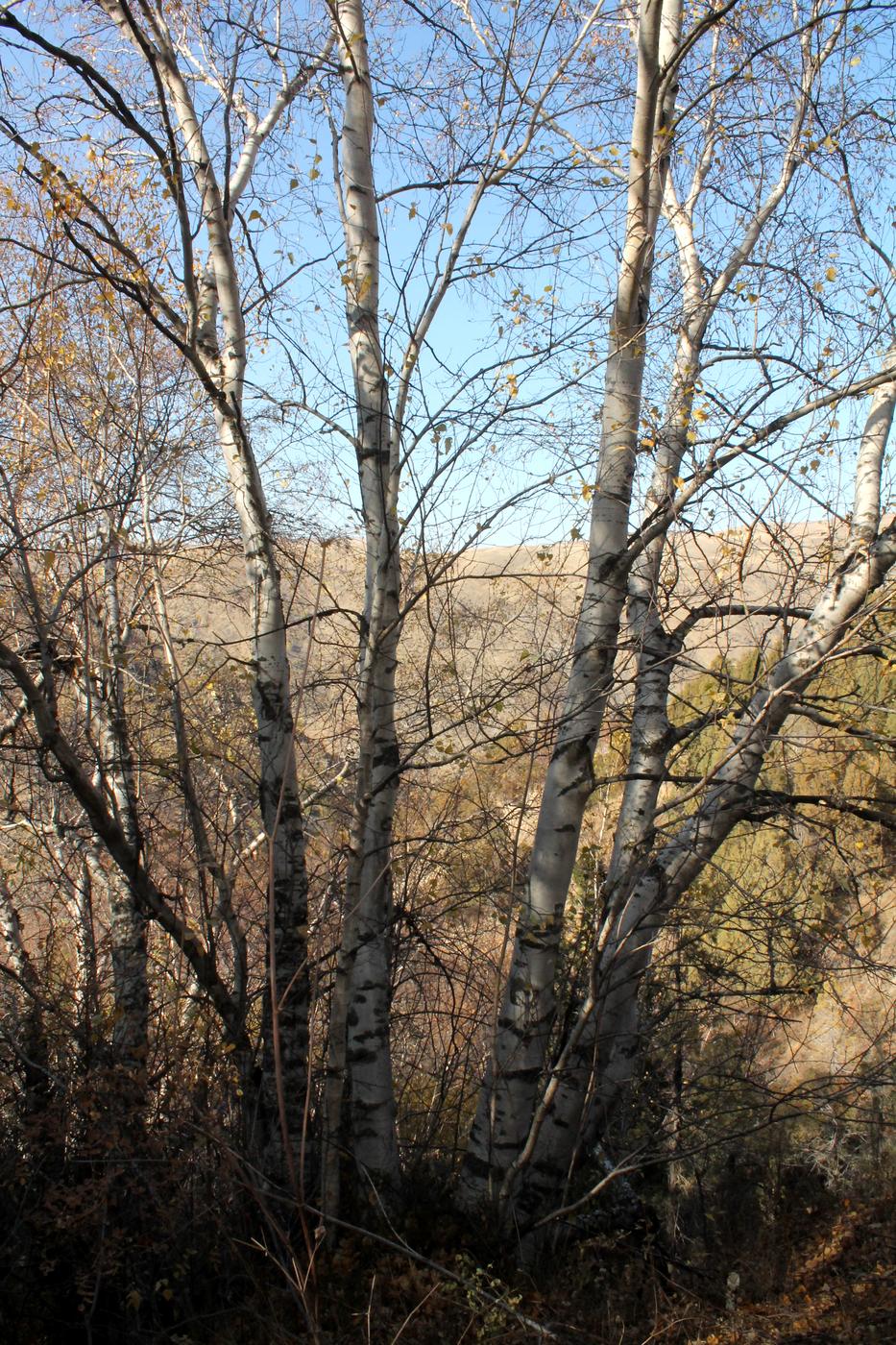 Image of Betula pendula specimen.