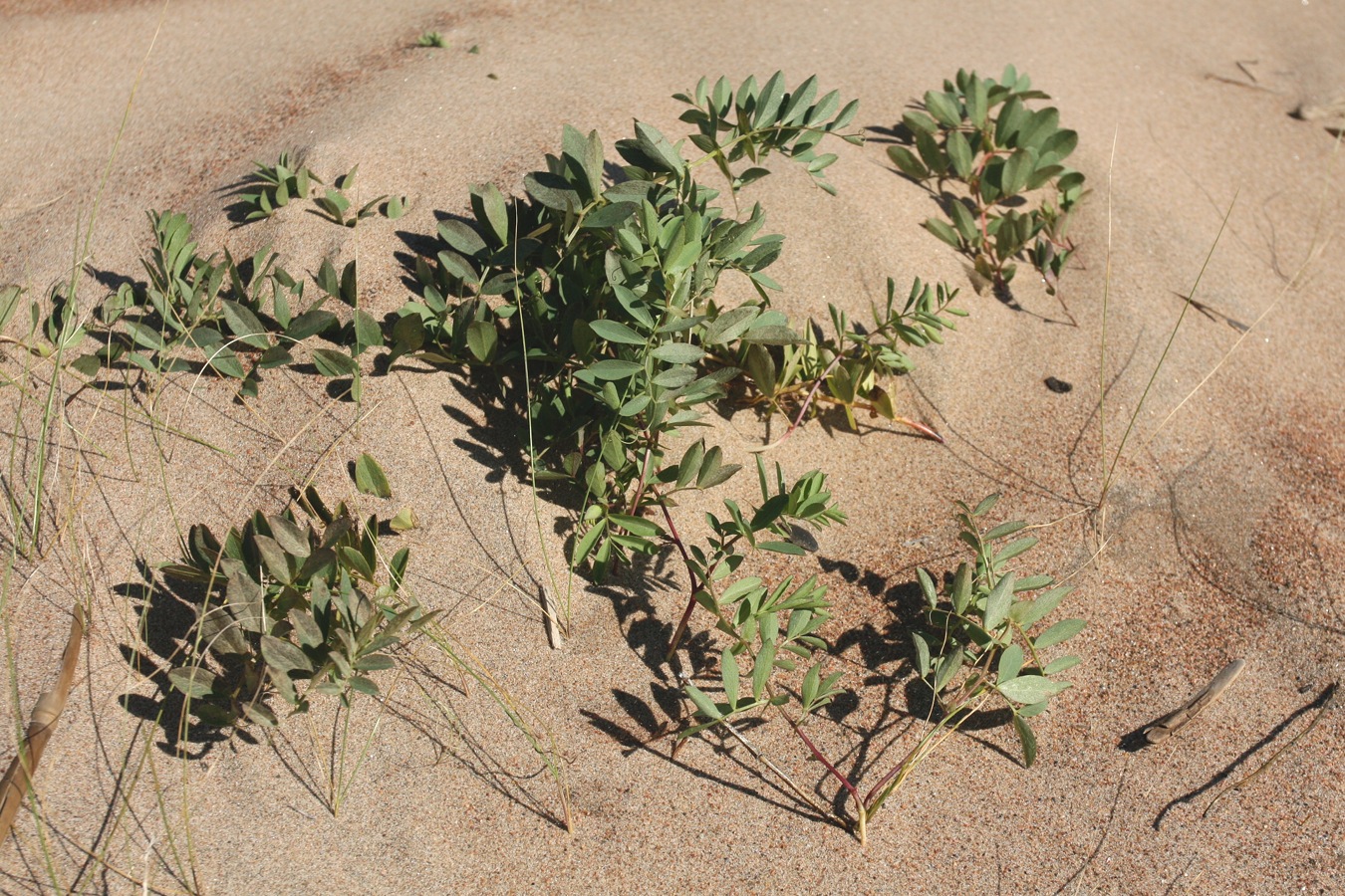 Изображение особи Lathyrus japonicus ssp. maritimus.