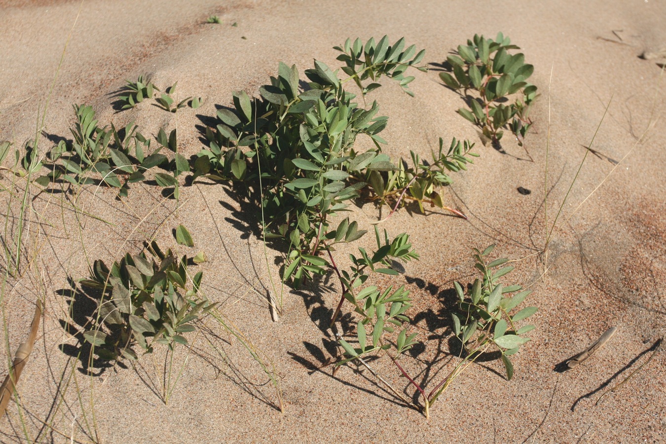 Image of Lathyrus japonicus ssp. maritimus specimen.