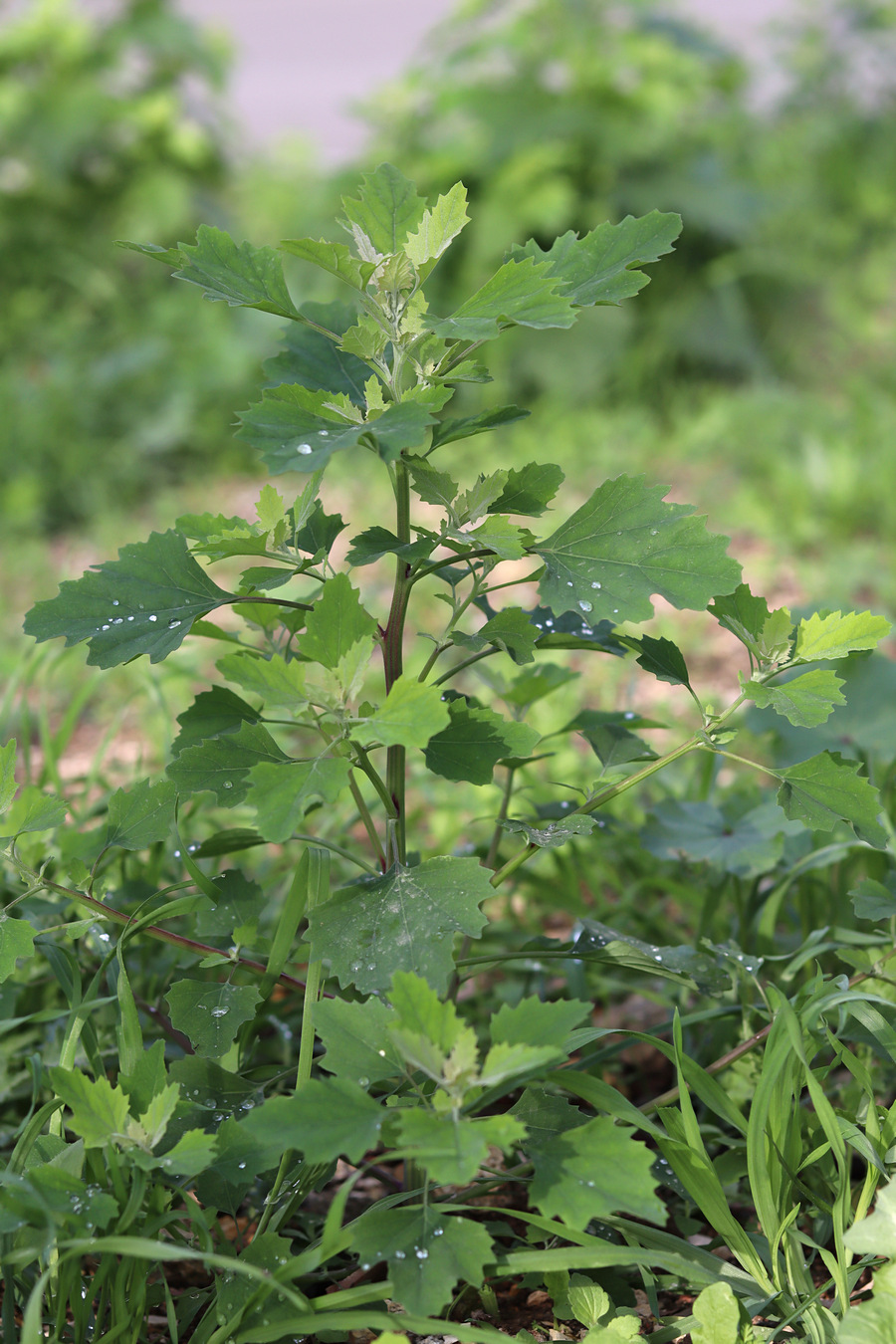 Image of Chenopodium opulifolium specimen.