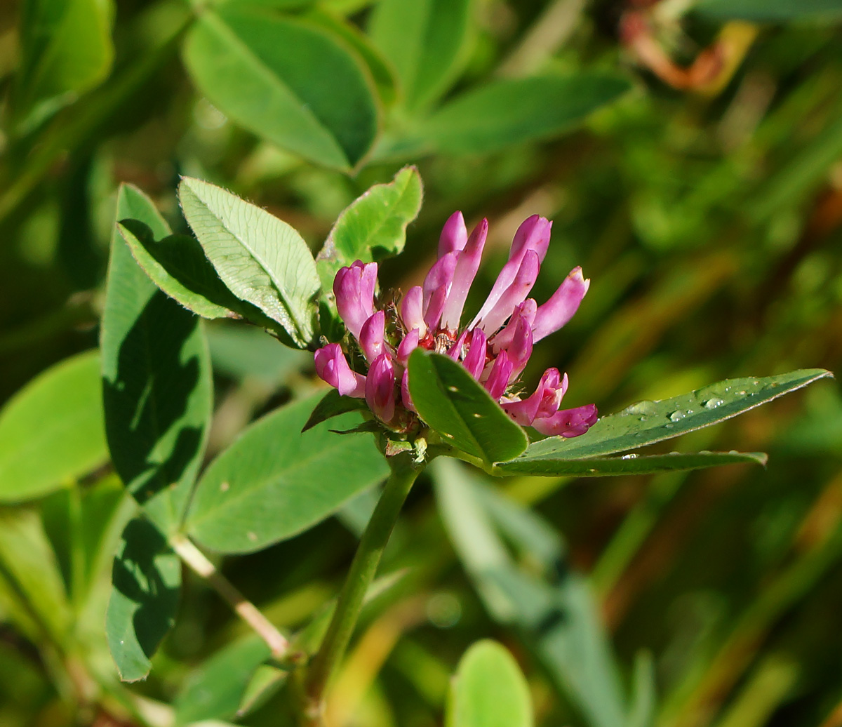 Изображение особи Trifolium medium.