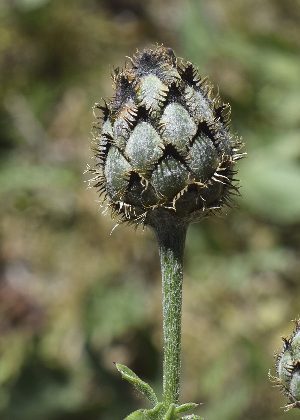 Image of Centaurea cephalariifolia specimen.