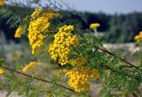 Tanacetum vulgare. Верхушки побегов с соцветиями. Челябинская обл., Кыштымский гор. округ, берег Каолинового карьера, глинистый склон. 24.07.2020.