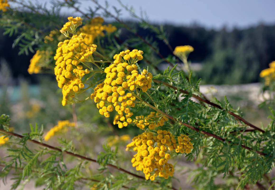 Image of Tanacetum vulgare specimen.