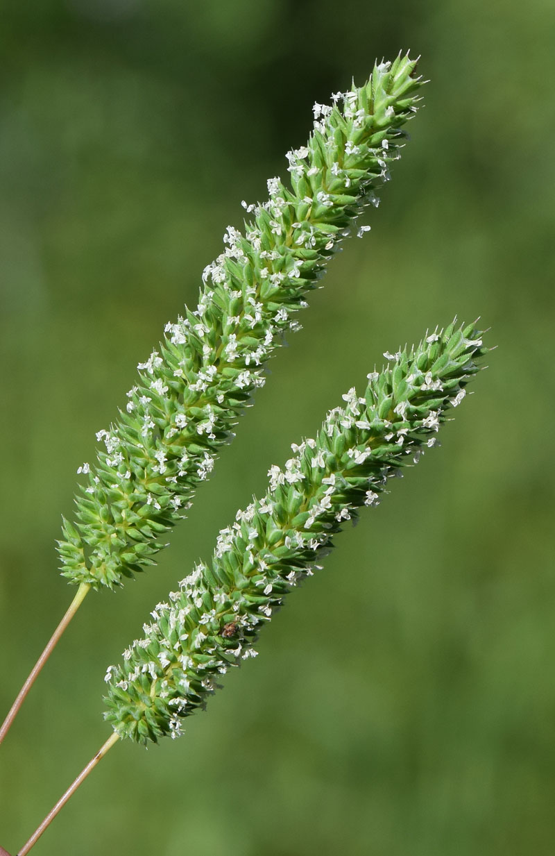 Изображение особи Phleum paniculatum.