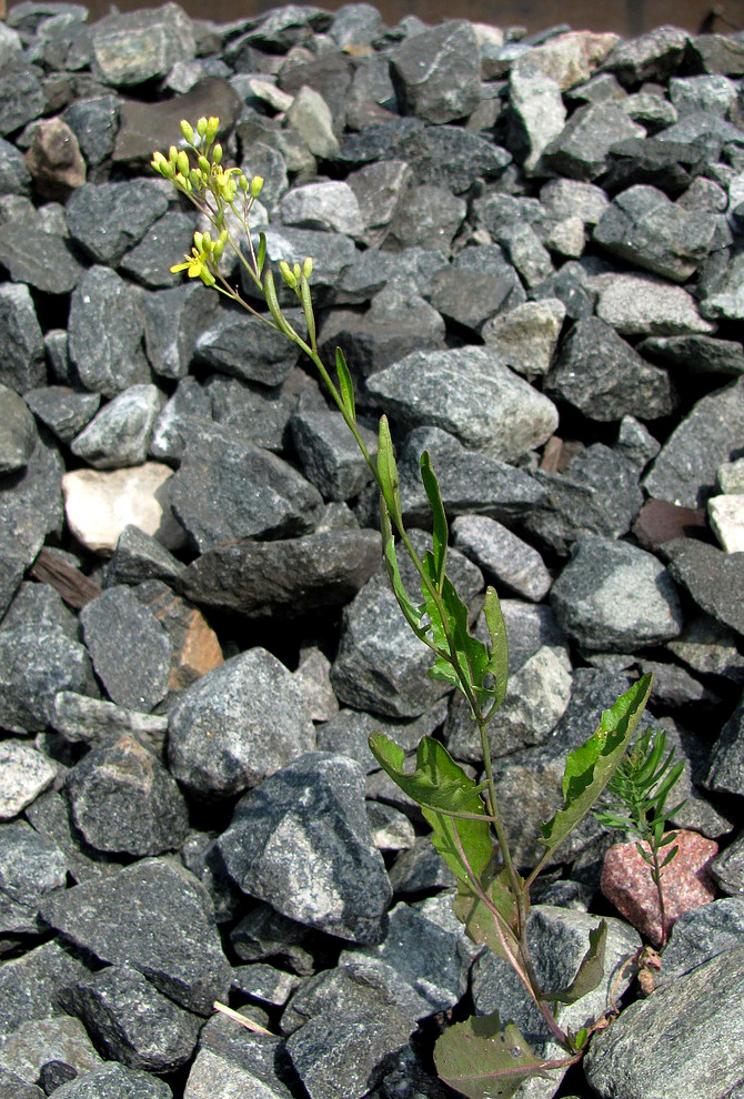 Image of Sisymbrium volgense specimen.