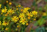 Senecio jacobaea. Соцветия. Челябинская обл., Саткинский р-н, хребет Москаль, ≈ 800 м н.у.м., луг. 21.07.2020.