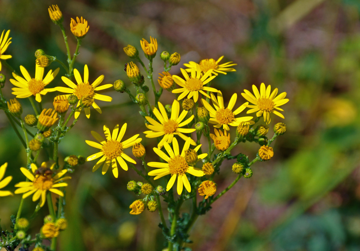 Изображение особи Senecio jacobaea.