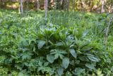 Campanula latifolia. Вегетирующие растения. Ленинградская обл., Волосовский р-н, окр. дер. Пятая Гора, заброшенная усадьба, аллея в старом парке. 03.06.2020.