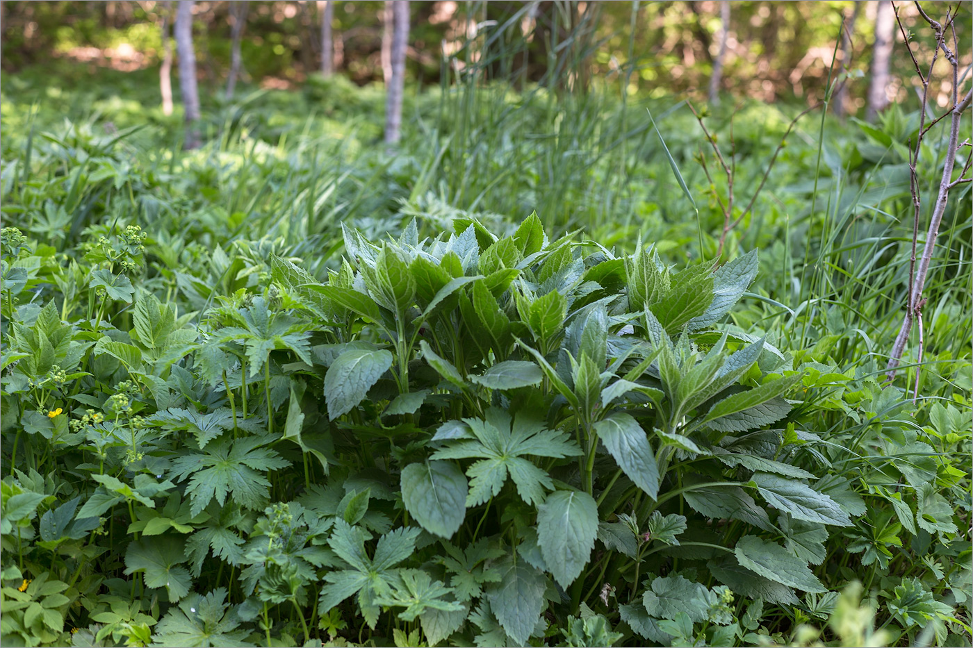 Изображение особи Campanula latifolia.