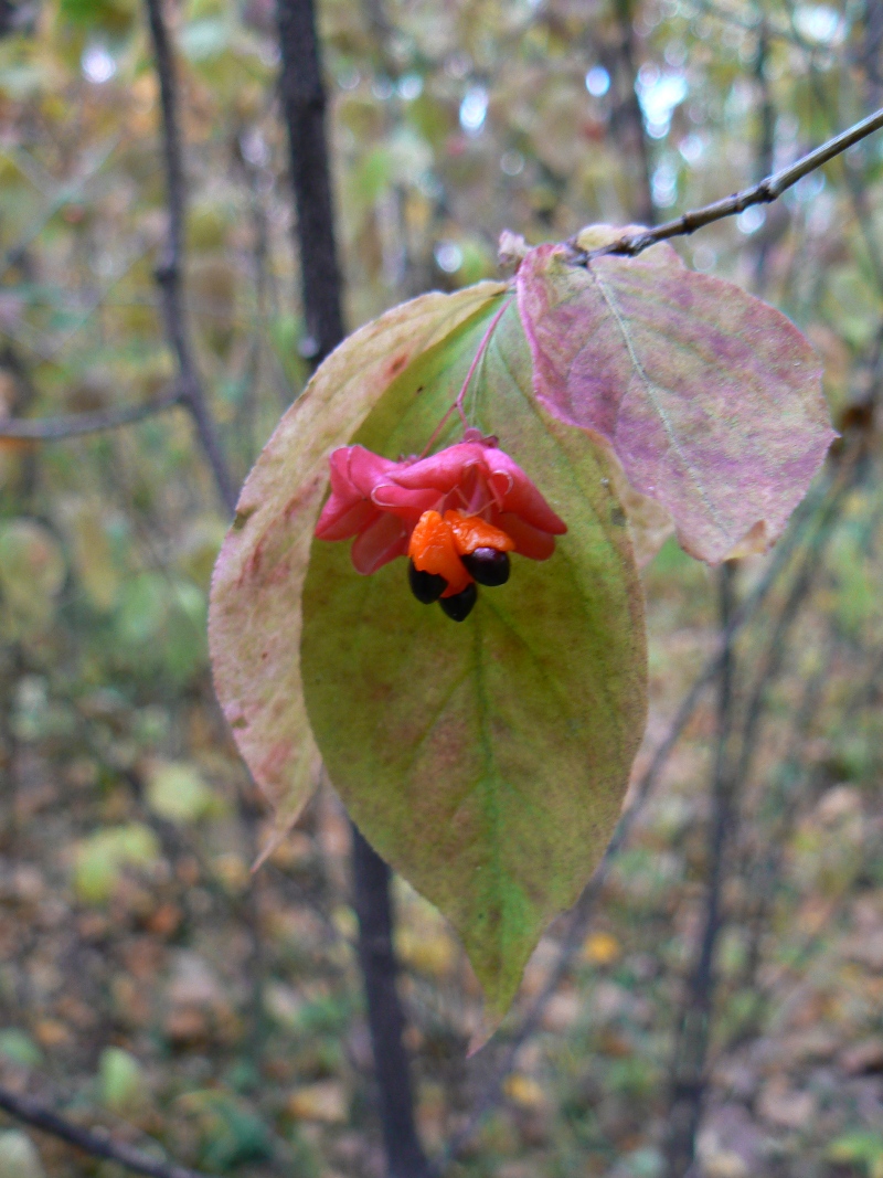 Image of Euonymus pauciflorus specimen.