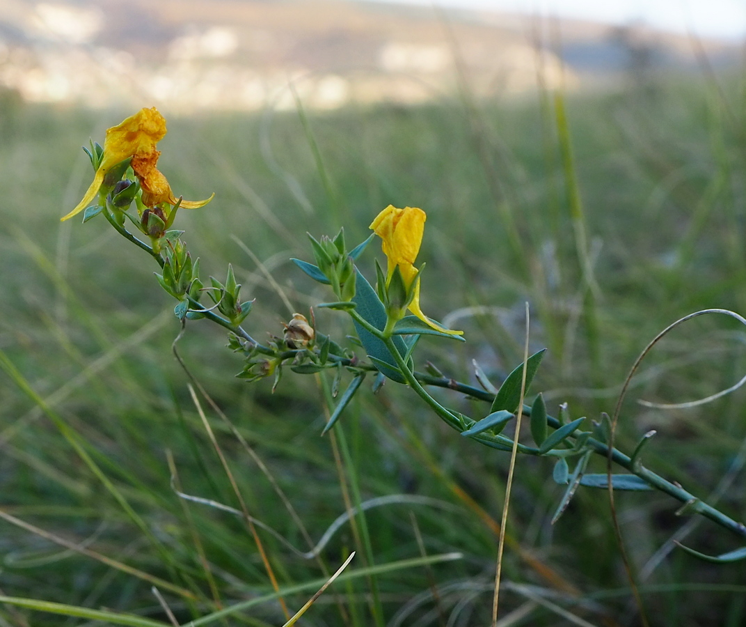 Изображение особи Linaria genistifolia.