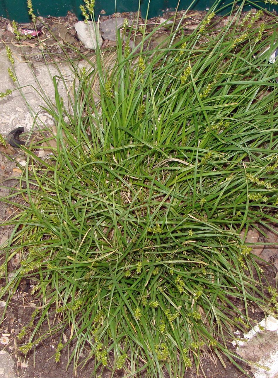 Image of genus Carex specimen.