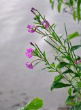 Epilobium hirsutum. Верхушки побегов с цветками и бутонами. Смоленская обл., Демидовский р-н, национальный парк \"Смоленское Поозерье\", побережье оз. Баклановское, у воды. 15.08.2020.