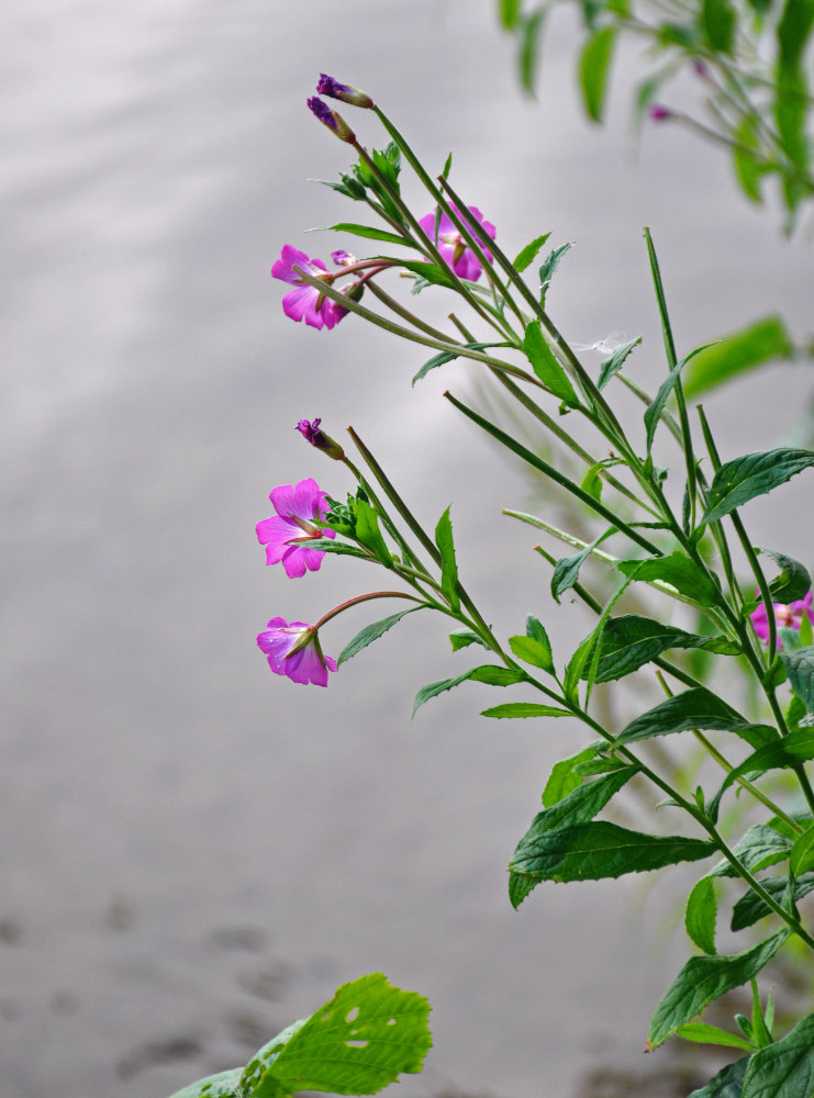 Image of Epilobium hirsutum specimen.