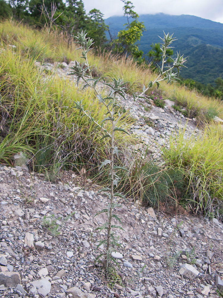 Изображение особи Carthamus glaucus.