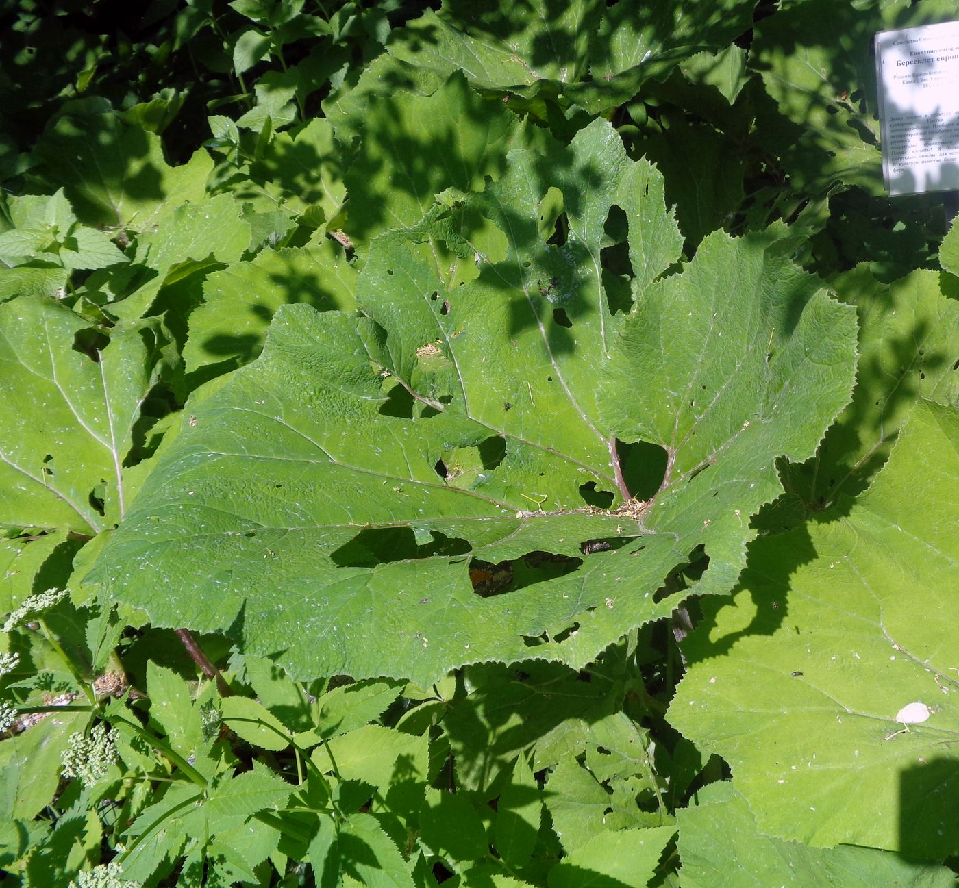 Image of Petasites frigidus specimen.