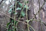Smilax excelsa
