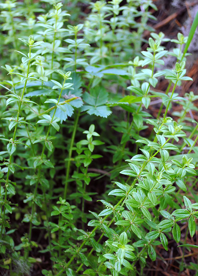 Image of Cruciata krylovii specimen.