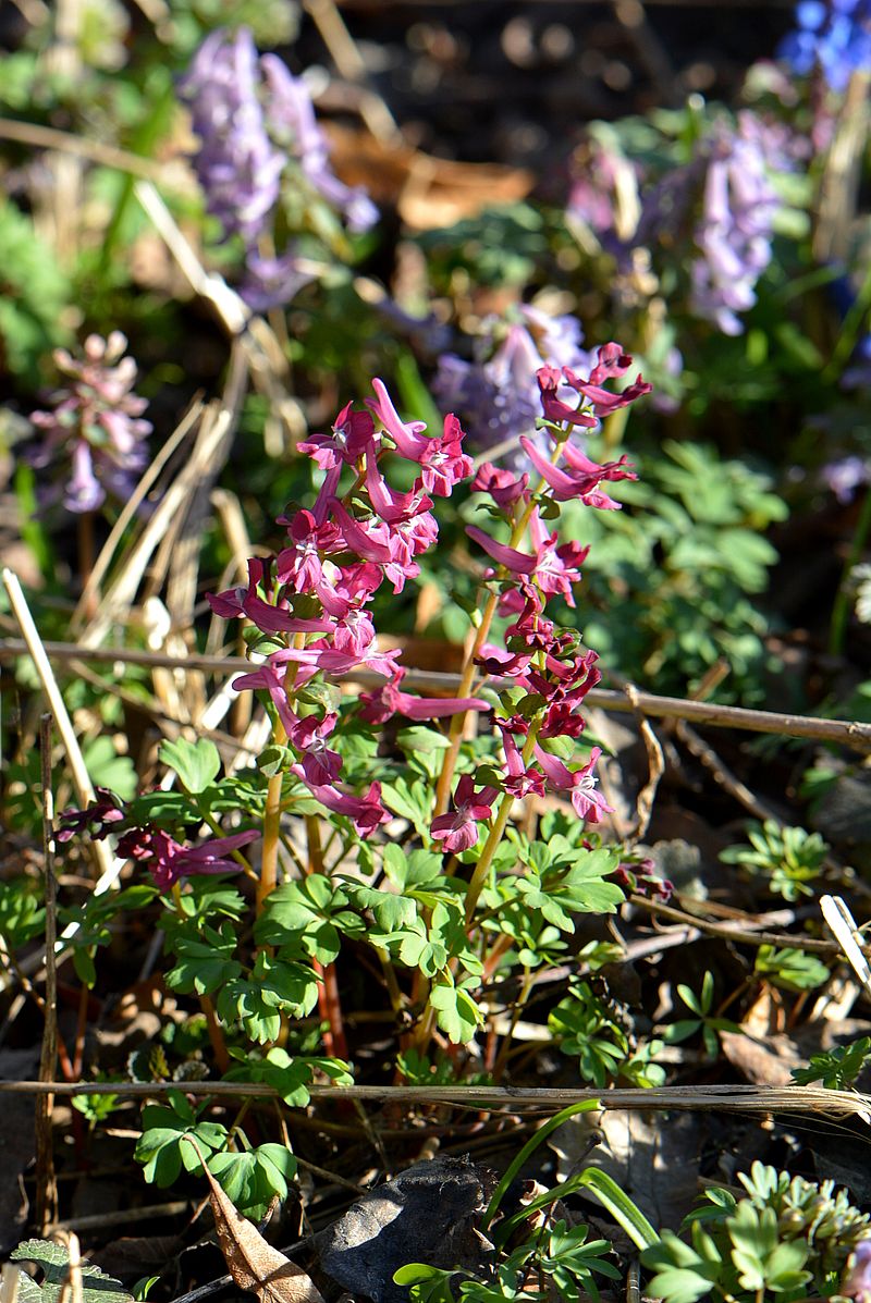 Image of Corydalis cava specimen.