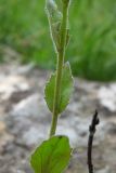 Draba nemorosa