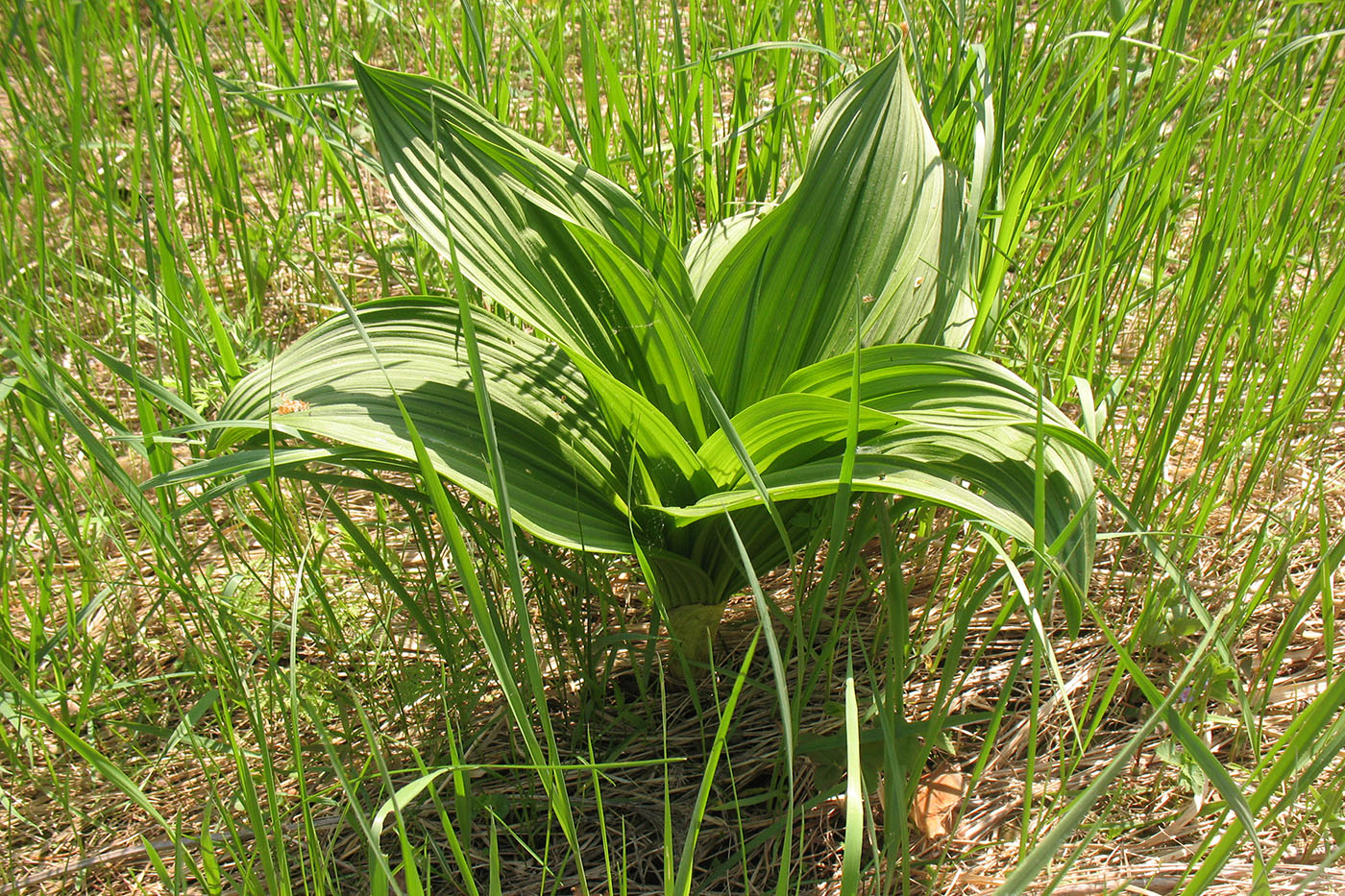 Изображение особи Veratrum nigrum.