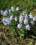 Veronica prostrata