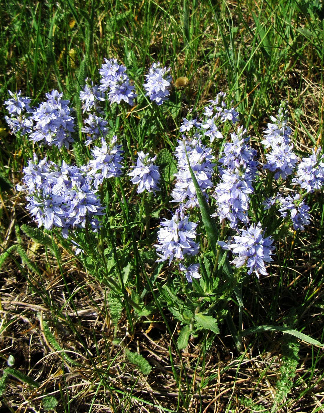 Image of Veronica prostrata specimen.