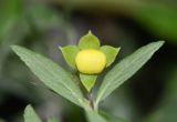 Calceolaria engleriana