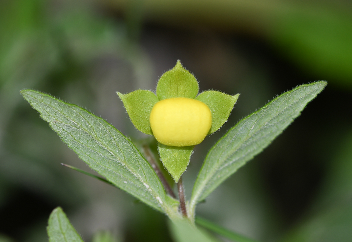 Image of Calceolaria engleriana specimen.