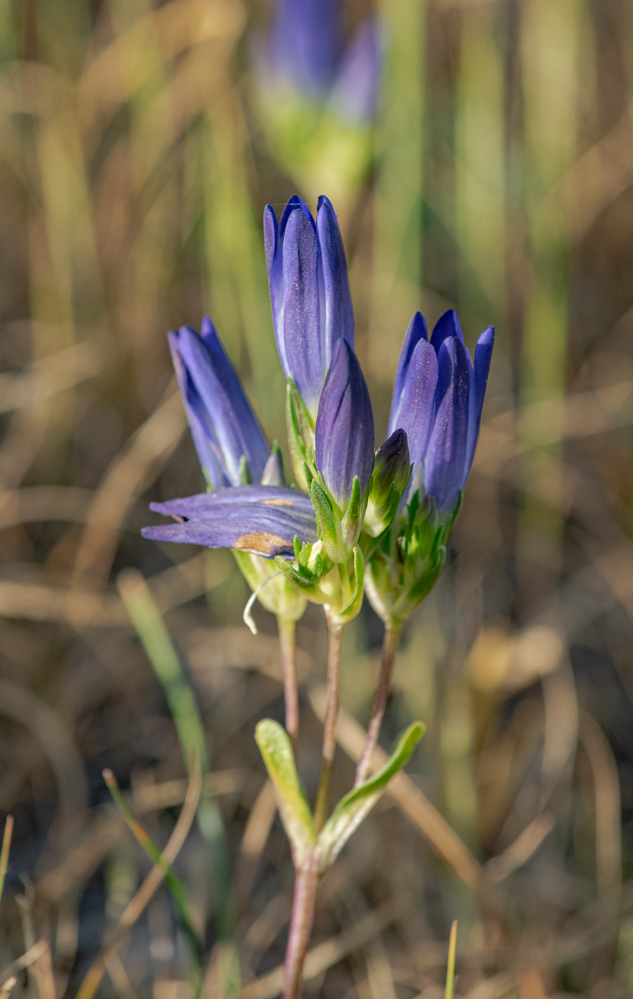 Image of Gentiana olivieri specimen.