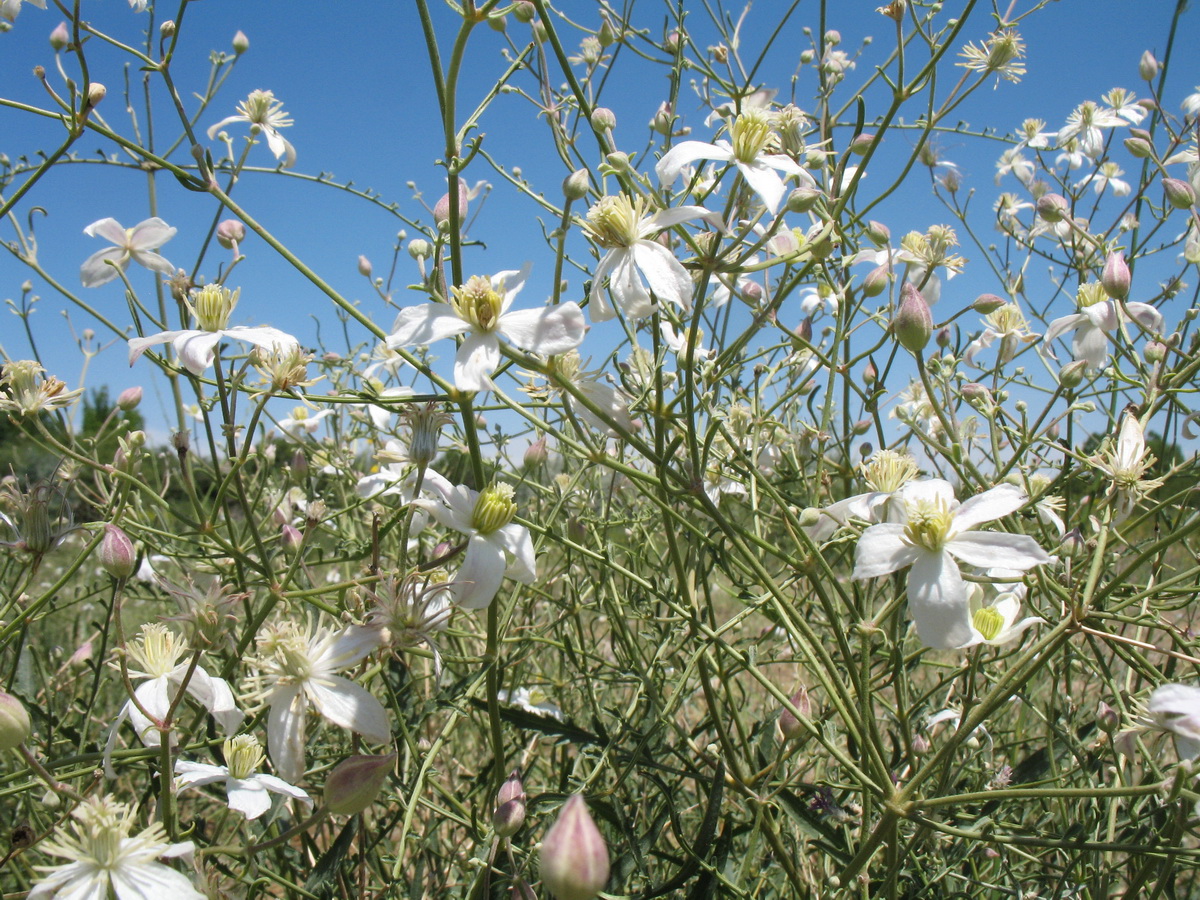 Image of Clematis songorica specimen.