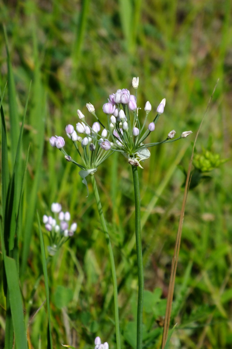 Изображение особи род Allium.